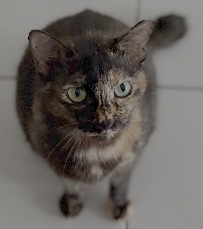 Kimi